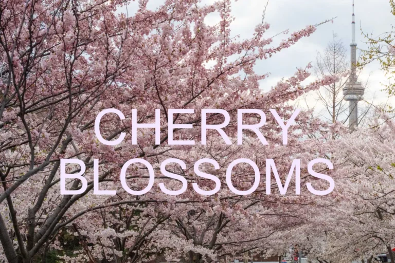 In Search of Cherry Blossoms: Toronto Photo Walk with Eric Newcombe