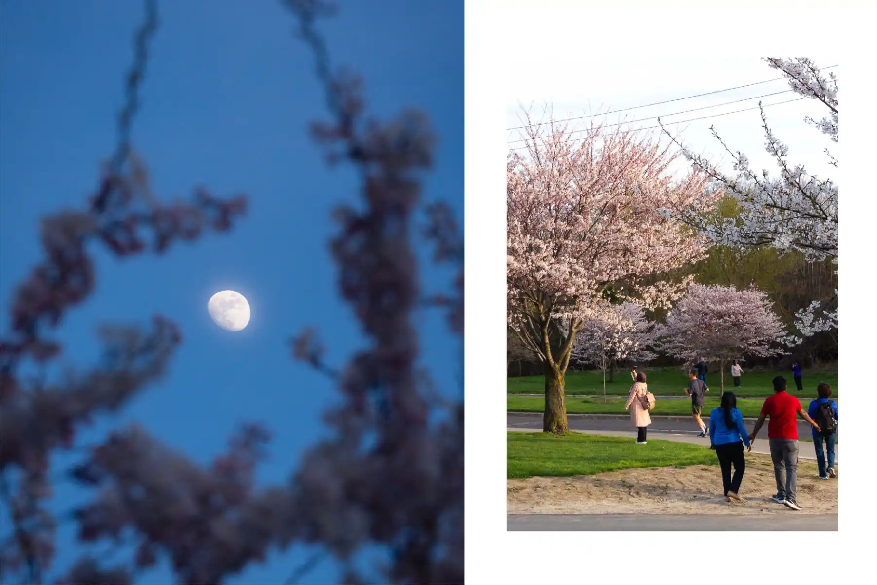 Centennial Park cherry blossoms by Eric Newcombe