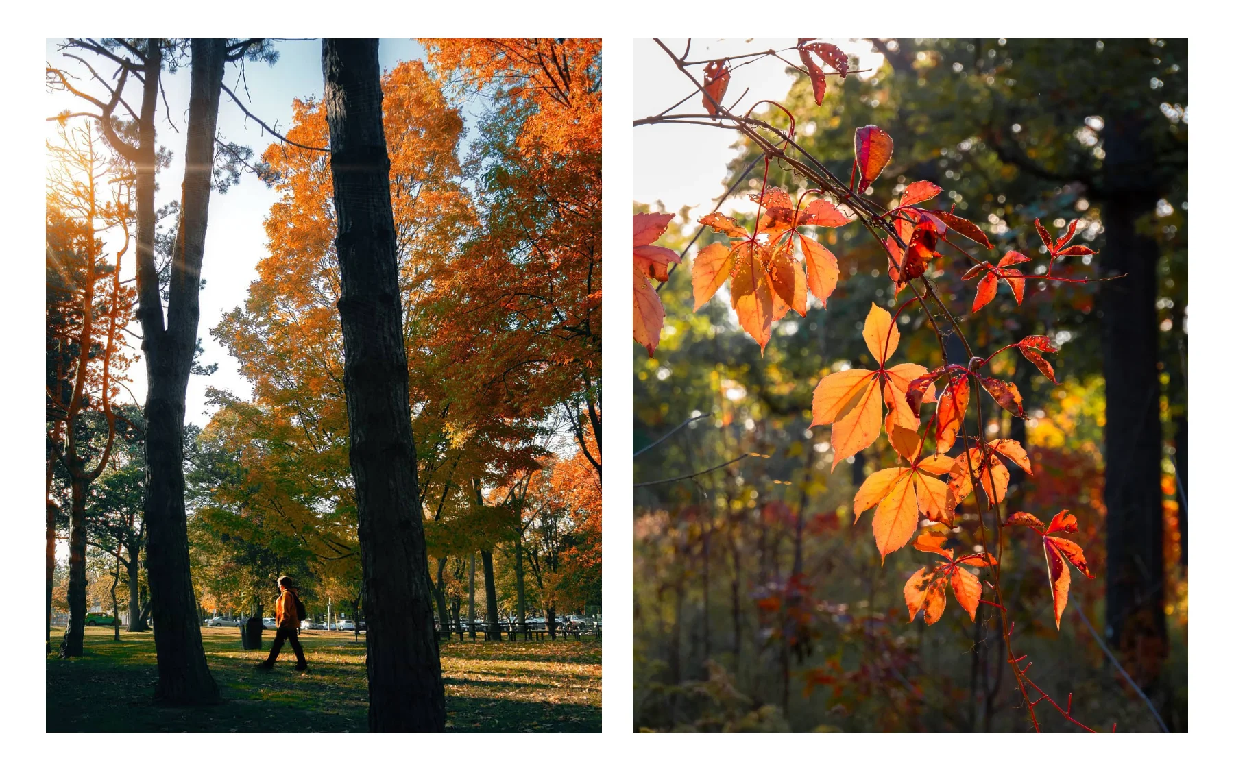 High Park Toronto in fall - oak meadows photos by Tdot Mike