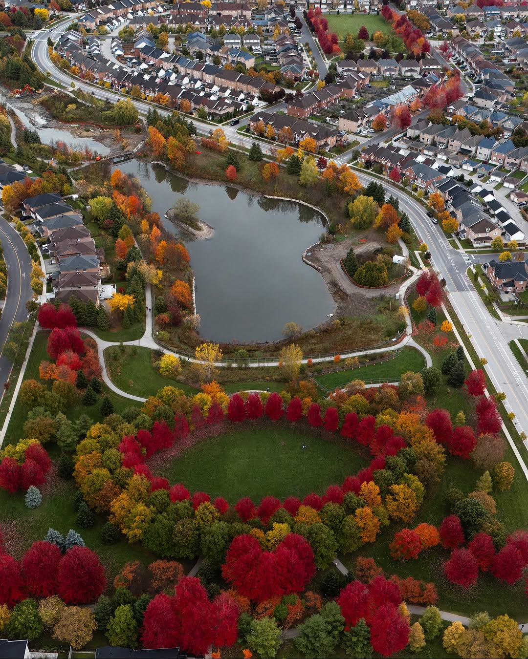 Suburban trees colour pop by Snow aka @snowychateau